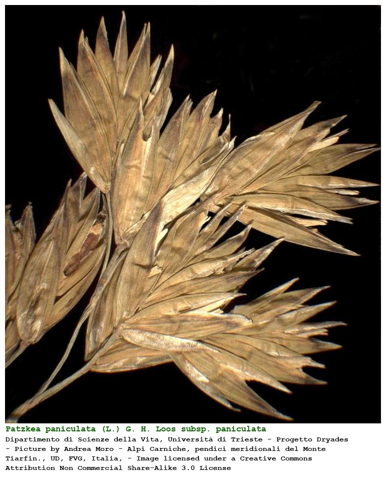 Patzkea paniculata (L.) G. H. Loos subsp. paniculata
